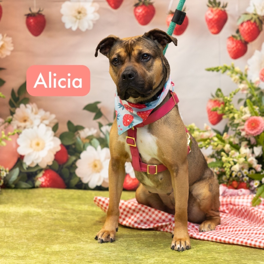 Alicia
