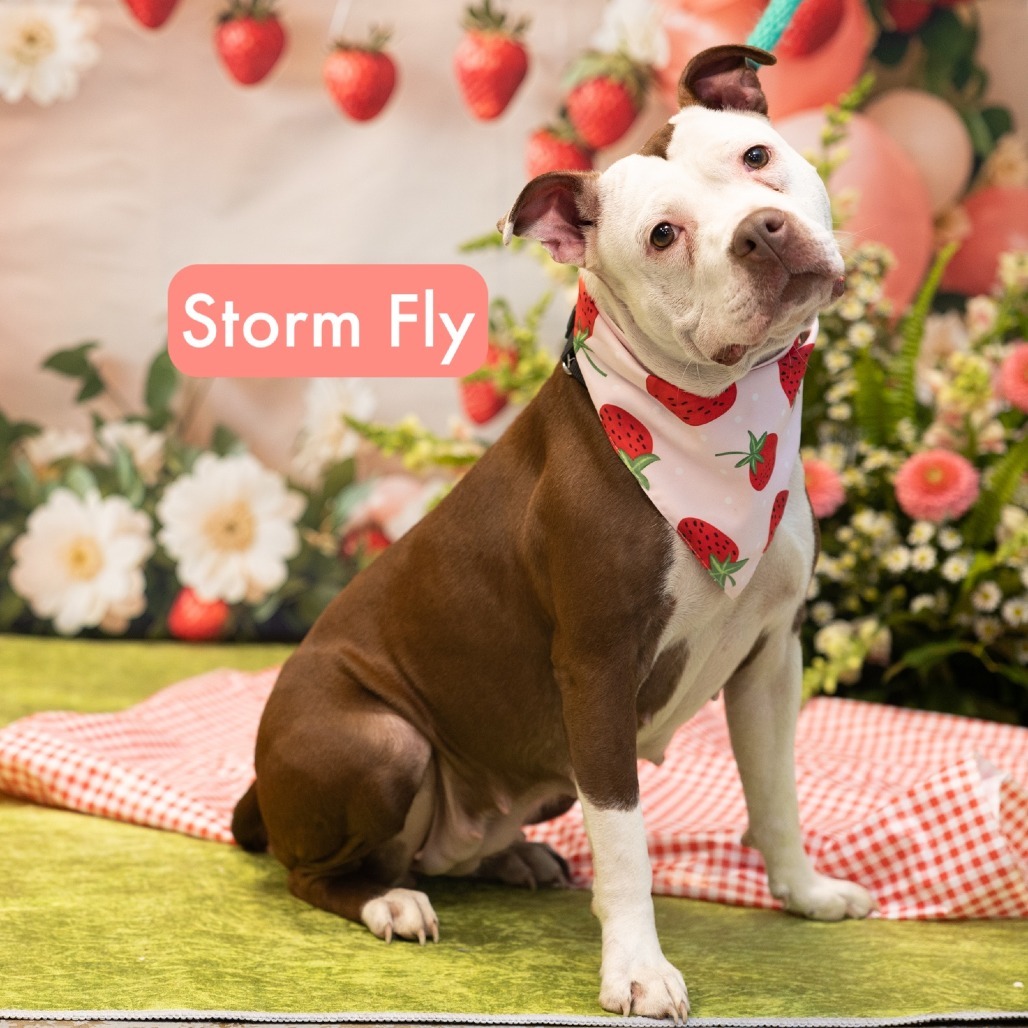 Storm Fly