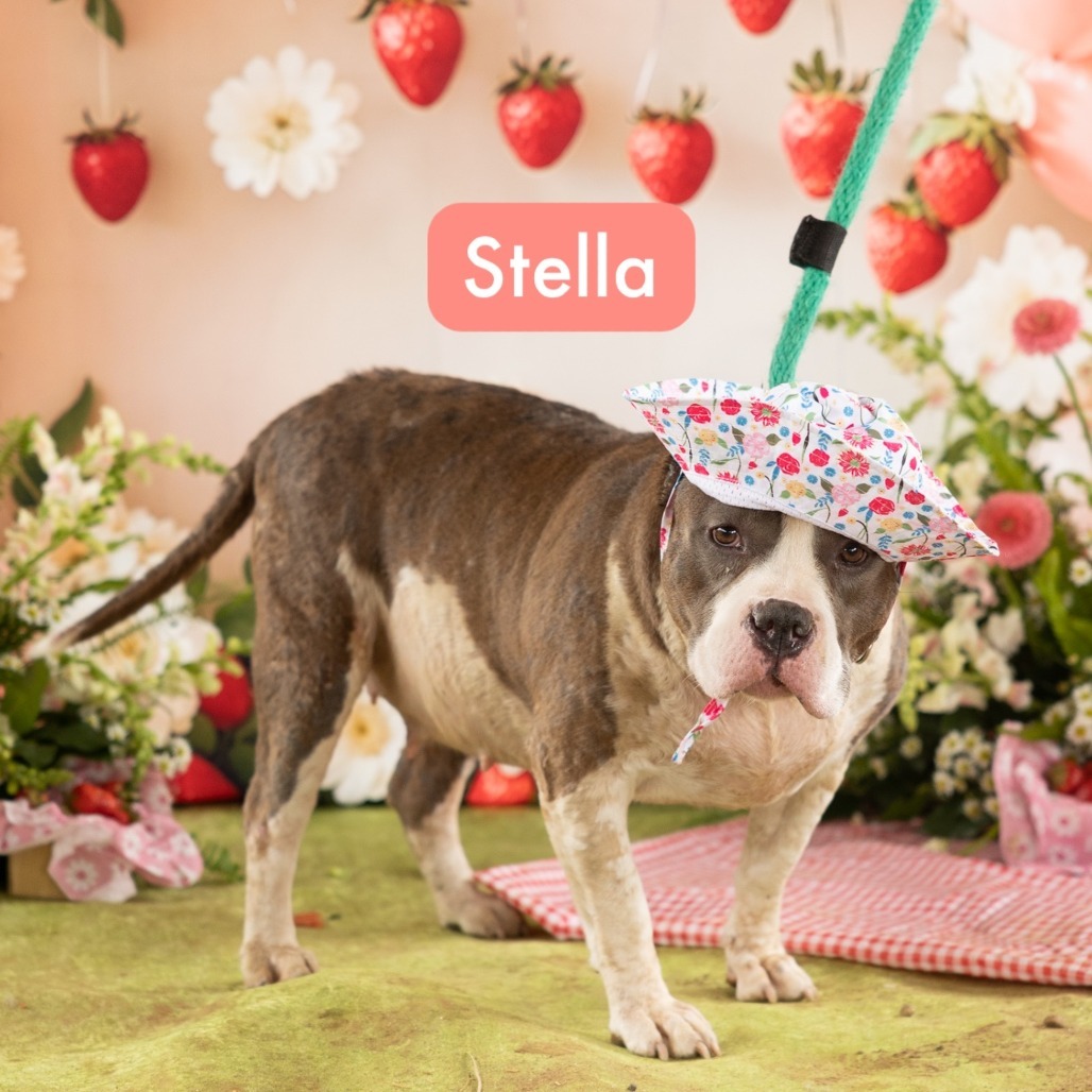 Stella
