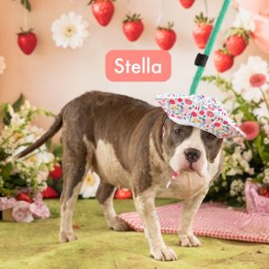 Stella, Adult Female unknown