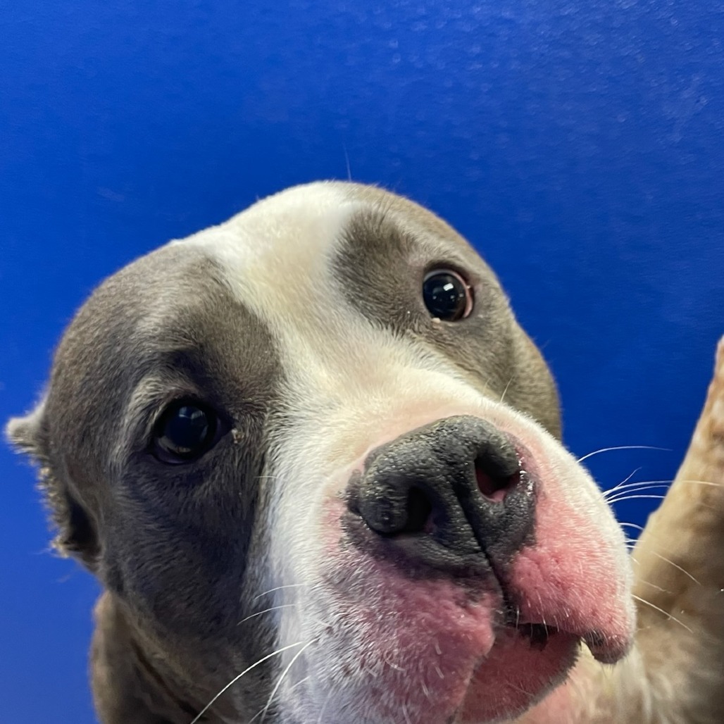 Stella