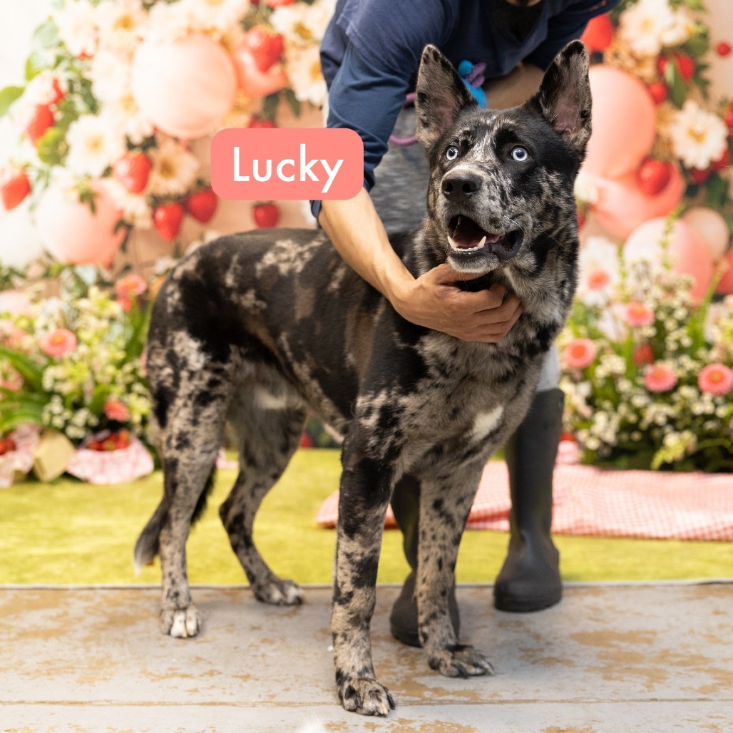 Lucky