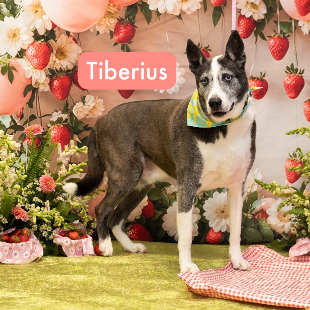 Tiberius