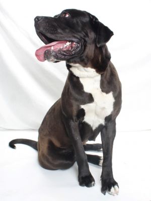 Experienced owner only Very sweet girl once she knows and trusts you Will need