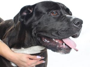 Experienced owner only Very sweet girl once she knows and trusts you Will need an adopter who has 