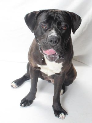 Experienced owner only Very sweet girl once she knows and trusts you Will need