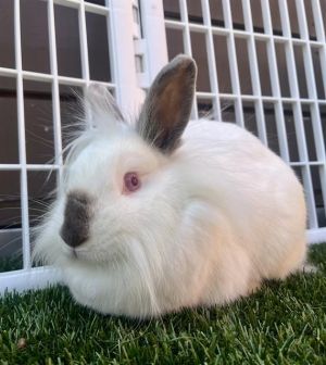 Mocha and Americano are a gorgeous bun couple with matching wispy floofs of white fur They love snu
