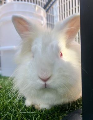 Mocha and Americano are a gorgeous bun couple with matching wispy floofs of white fur They love snu