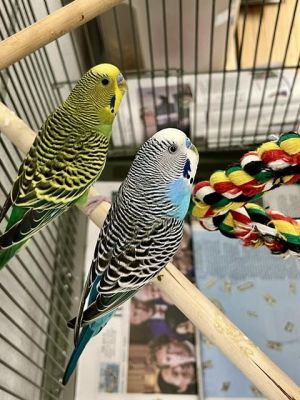 One bean two bean meet our parakeet beans Pinto  Cannellini This pretty pair of boys are looking