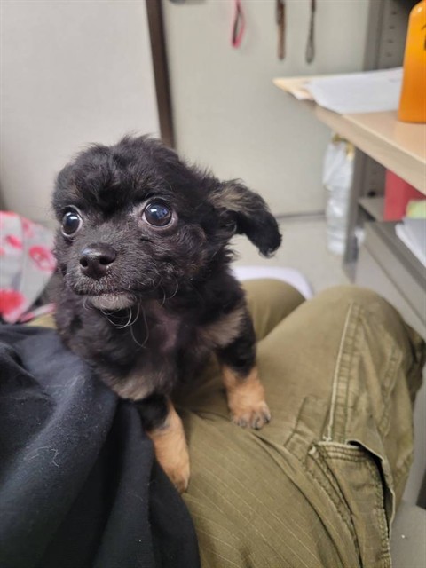 A708351, an adoptable Papillon, Mixed Breed in Sacramento, CA, 95818 | Photo Image 1