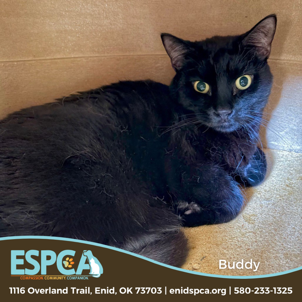 Buddy, an adoptable Domestic Short Hair in Enid, OK, 73703 | Photo Image 1