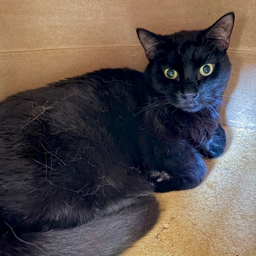 Buddy, an adoptable Domestic Short Hair in Enid, OK, 73703 | Photo Image 2