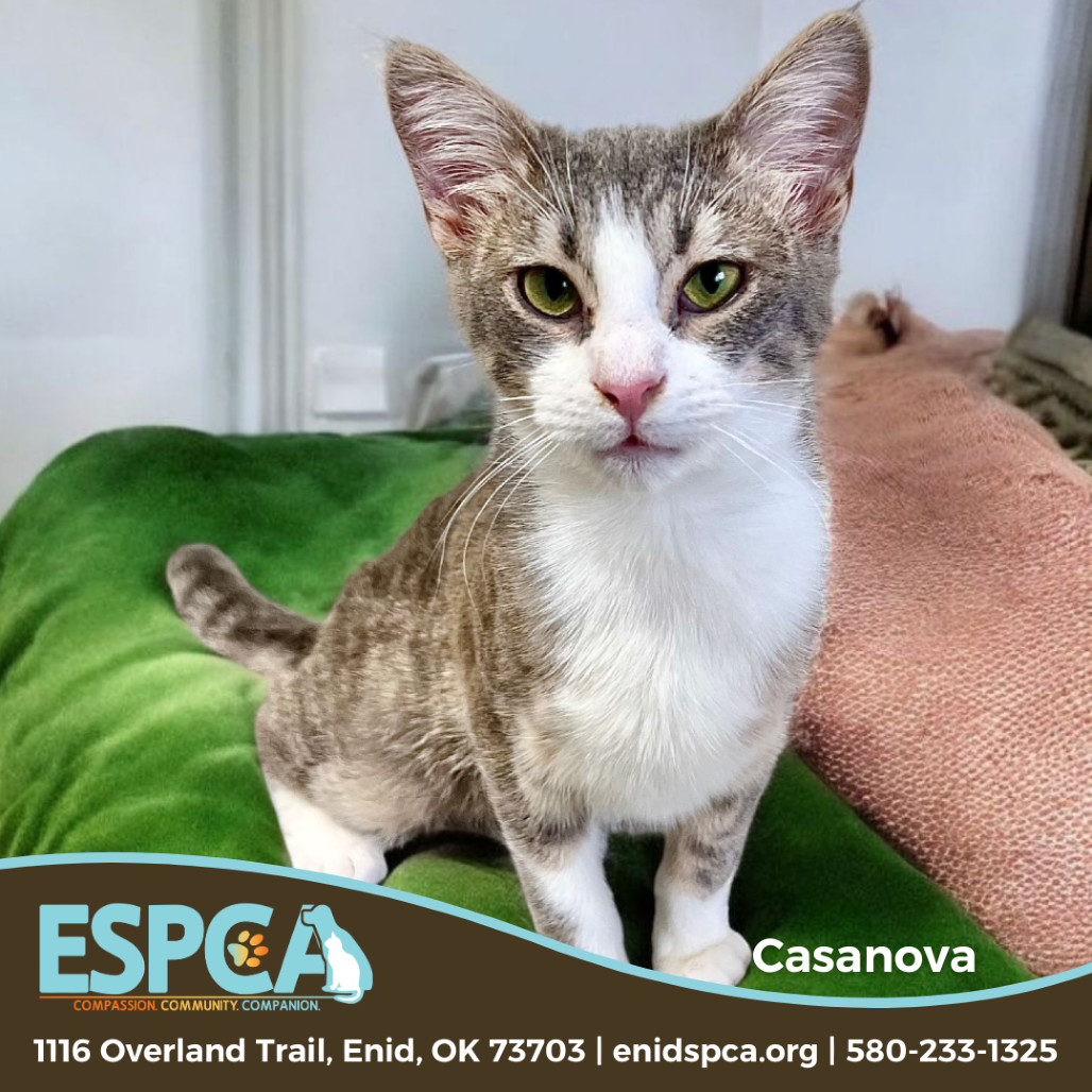 Casanova