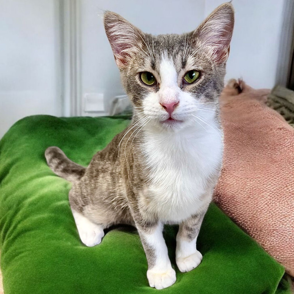 Casanova, an adoptable Domestic Short Hair in Enid, OK, 73703 | Photo Image 2