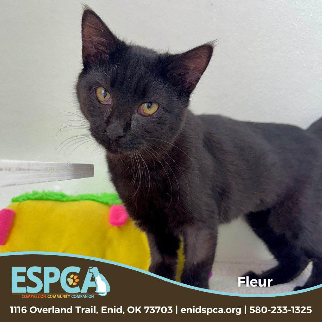 Fleur, an adoptable Domestic Short Hair in Enid, OK, 73703 | Photo Image 1