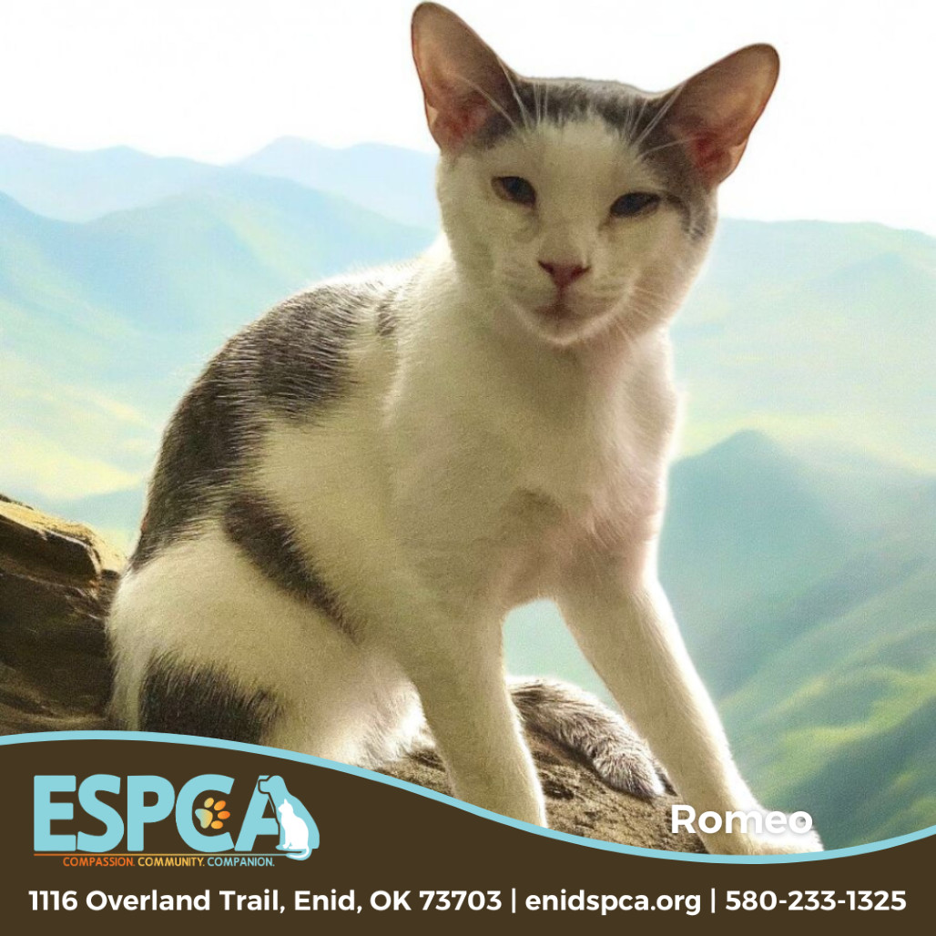 Romeo, an adoptable Domestic Short Hair in Enid, OK, 73703 | Photo Image 1