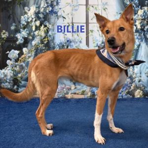 Billie, Adult Female Mixed Breed