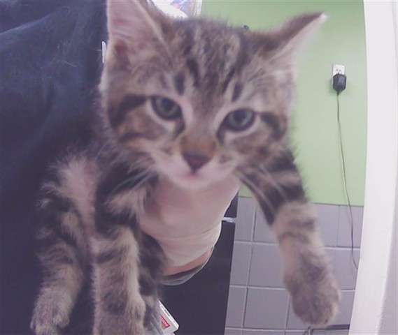 GRETA