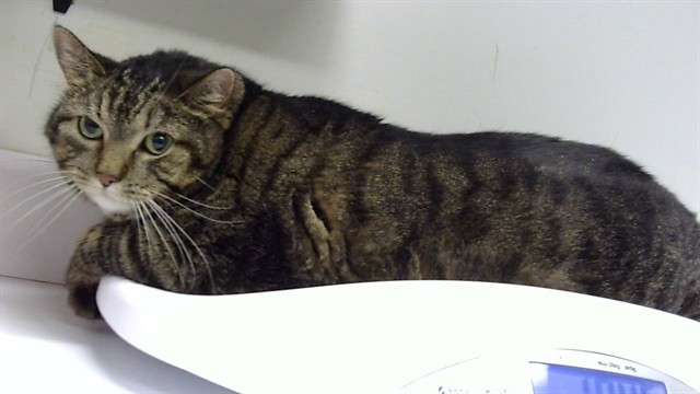 SWEETIE CAT