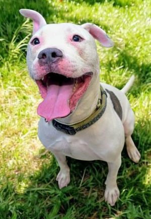 ROO, Young Male Pit Bull Terrier