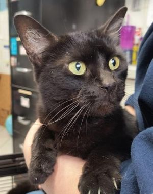 SHELLY, Adult Female unknown