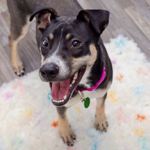Meet Fairy This bubbly 11 month-old ball of energy cant contain her excitement when youre around