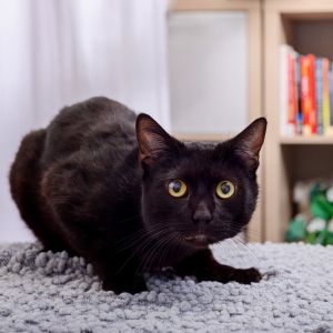 Brownie is an easy-going two-year-old boy that loves lounging around and getting cheek scratches H