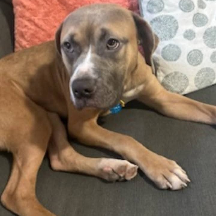Bella