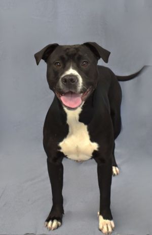 Ravioli 431-25, Adult Female Pit Bull Terrier