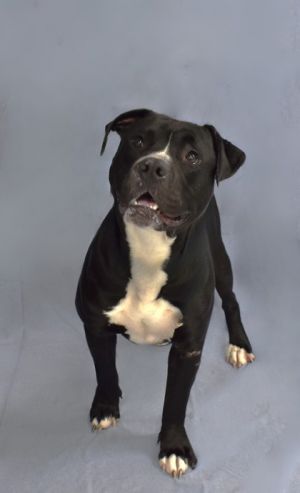Start your engines for Daytona This handsome Pit Bull mix is ready to race straight into your heart