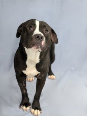 Meet Michelin - a big softie with a heart of gold and a million-watt smile This lovable Pit Bull mi