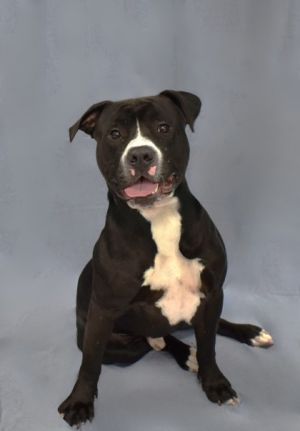 Meet Pupperoni - a happy-go-lucky Pit Mix with a heart full of love and a tail that never stops wagg