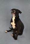 Pupperoni 429-25 photo 2