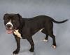 Pupperoni 429-25 photo 3