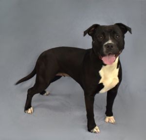 If tea and crumpets are your thing weve got the perfect companion This sweet and loving Pit Bull 