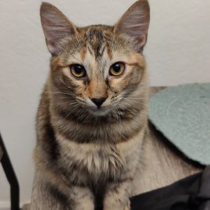 Meet Gianna a stunning beauty with a one-of-a-kind coat and a calm graceful pr