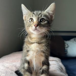 Meet Fern a spunky little boy bursting with energy curiosity and cuddles Thi