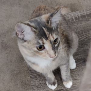 Meet Andromeda a cosmic cutie with a galaxys worth of charm and curiosity Thi