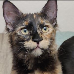 Meet Clarissa a fabulous tortoiseshell queen with enough tortitude to rule th
