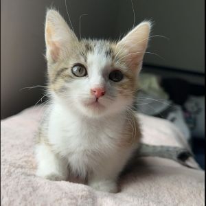 Say hello to Rosa the dazzling little diva who knows shes the belle of the bal