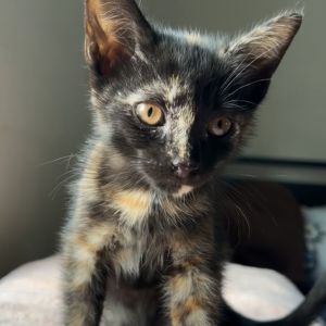 Introducing Azalea a brilliant little beauty with a mind of her own and a voice