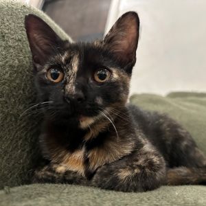 Introducing Azalea a brilliant little beauty with a mind of her own and a voice