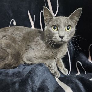 Meet Liv a stunning girl with soulful eyes and a heart full of love This graceful girl was a devot