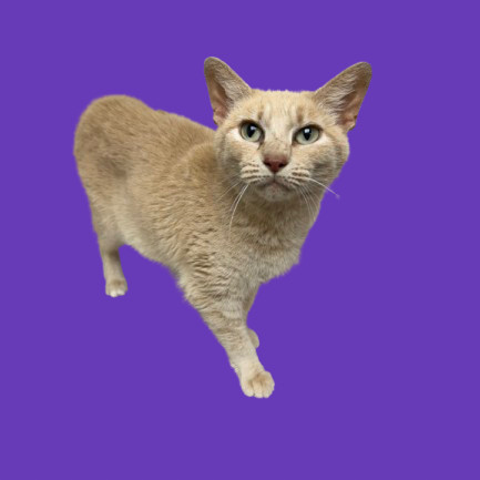 Mademoiselle, an adoptable Domestic Short Hair in Tuscaloosa, AL, 35401 | Photo Image 1