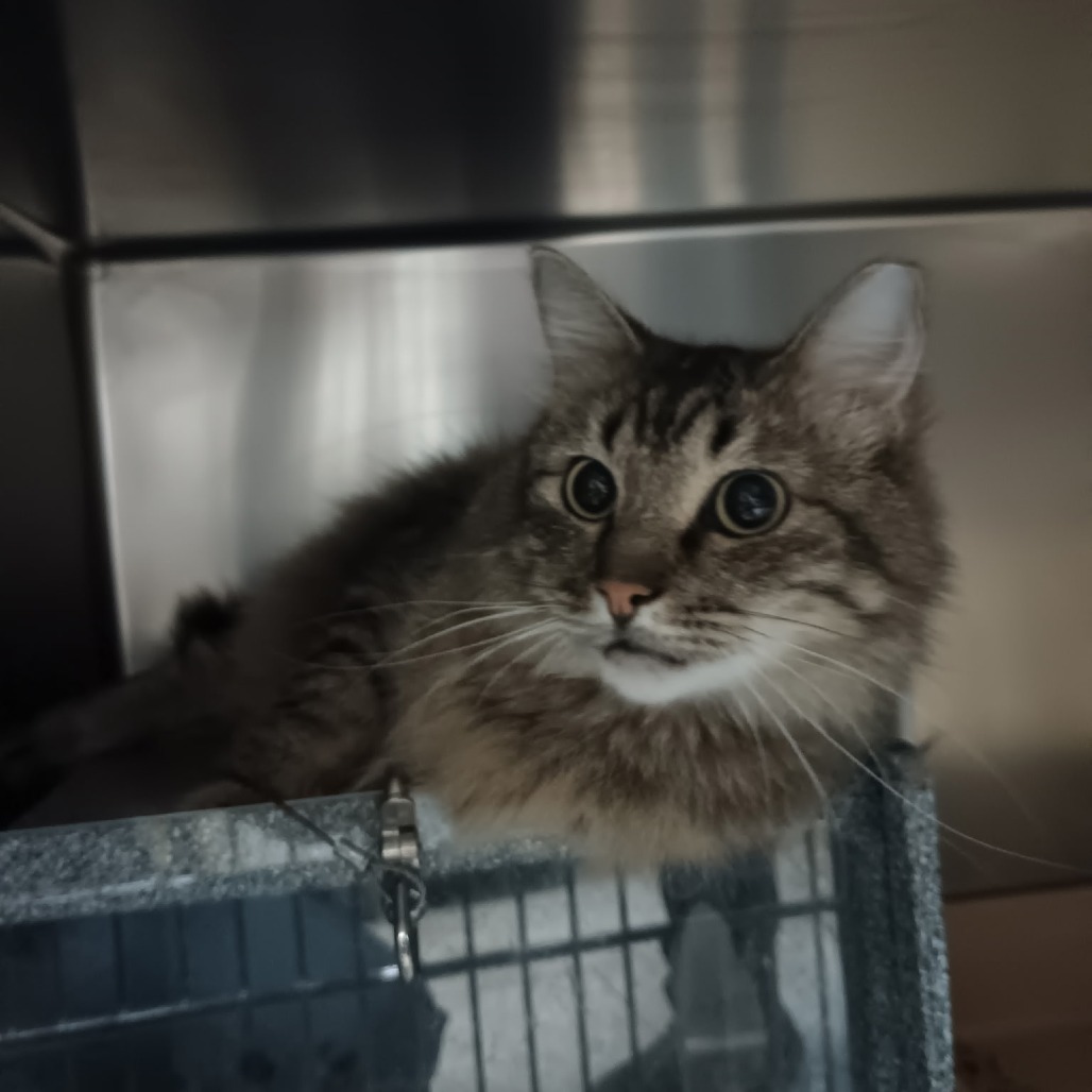 Barn Cat Rita