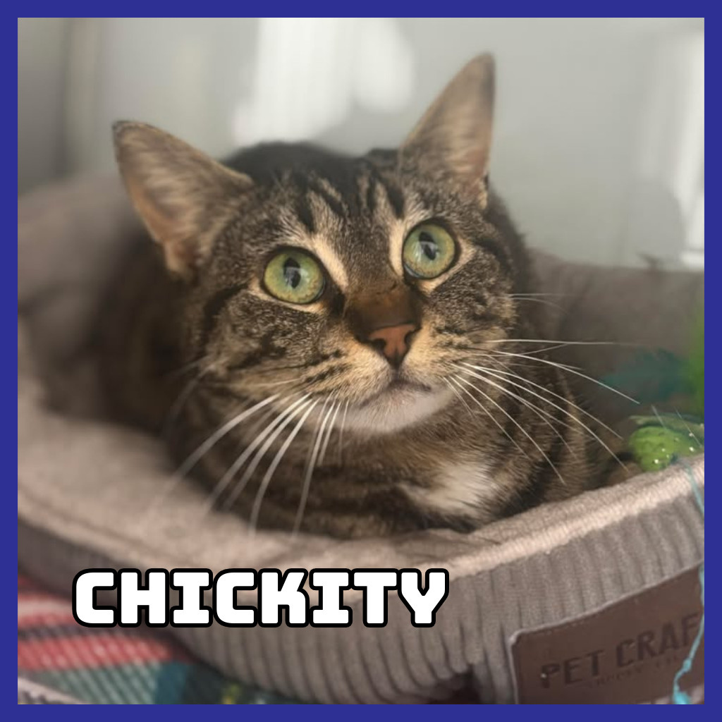 Chickity, an adoptable Domestic Short Hair in Glenwood, MN, 56334 | Photo Image 1