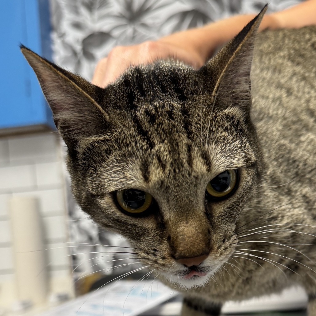 Lolly, an adoptable Domestic Short Hair in Wahiawa, HI, 96786 | Photo Image 2