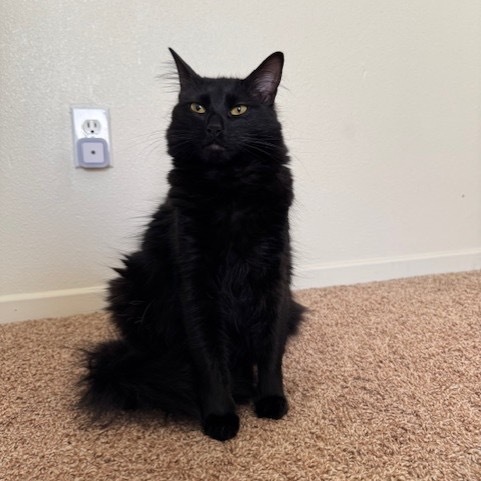 Lord Licorice, an adoptable Domestic Long Hair in Wahiawa, HI, 96786 | Photo Image 1