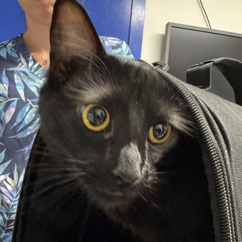 Lord Licorice, an adoptable Domestic Long Hair in Wahiawa, HI, 96786 | Photo Image 2