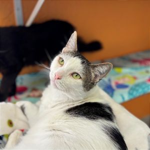 Benny, Adult Male Domestic Short Hair